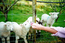 Feeding the Lambs