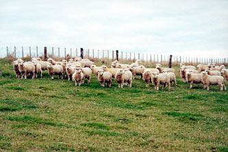 Romney Sheep