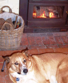 Place for an Old Dog