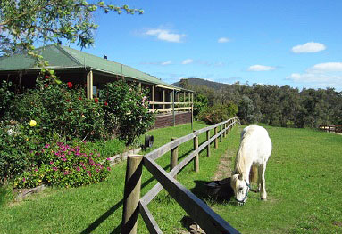 Lavender Farm