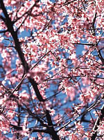 Blossom