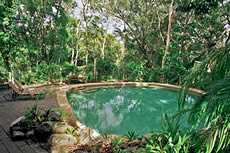 Rainforest Swimmin Pool