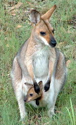 Wallaby & Joey