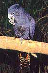 Redtail Cockatoo